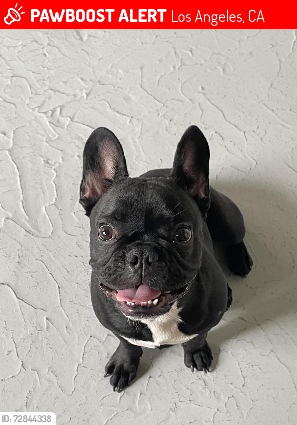 Lost Female Dog last seen 7th and main st, Los Angeles, CA 90014