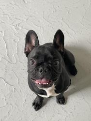 Lost Female Dog last seen 7th and main st, Los Angeles, CA 90014