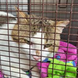 Shelter Stray Male Cat last seen Near BLOCK LARKLAIR, San Antonio, TX 78227