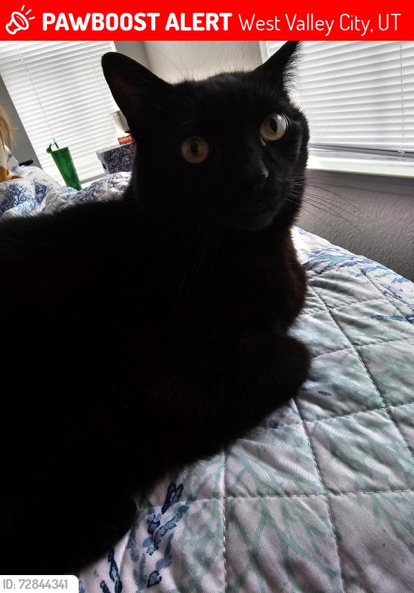 Lost Male Cat last seen Intersection of 4441 S 5400 W, West Valley City, UT 84120