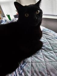 Lost Male Cat last seen Intersection of 4441 S 5400 W, West Valley City, UT 84120