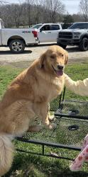Lost Male Dog last seen Stewart Creek & KK, Bruner, MO 65753