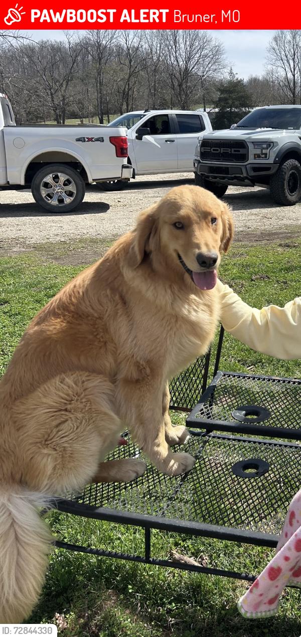 Lost Male Dog last seen Stewart Creek & KK, Bruner, MO 65753