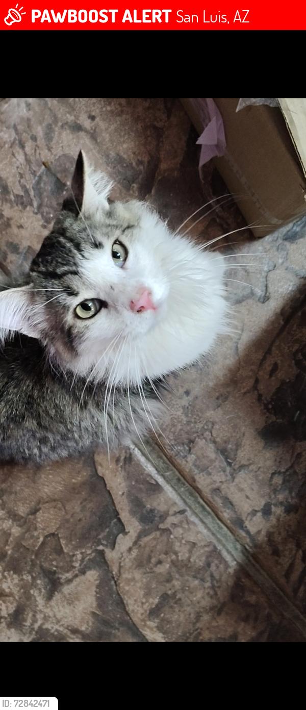 Lost Male Cat last seen Sun Valley Elementary School, San Luis, AZ 85349