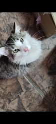 Lost Male Cat last seen Sun Valley Elementary School, San Luis, AZ 85349