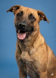 Shelter Stray Male Dog last seen CRAWFORD LANDING, 2020 Forest St, Jacksonville, FL 32204, USA