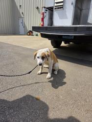 Shelter Stray Male Dog last seen Near BLOCK WALKER LN, Huntsville, AL 35805
