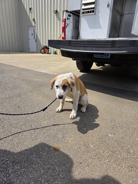 Shelter Stray Male Dog last seen Near BLOCK WALKER LN, Huntsville, AL 35805