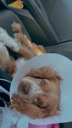 Lost Female Dog last seen P ave 75074, Plano, TX 75074
