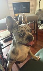 Found/Stray Female Dog last seen Hayvenhurst Ave , Los Angeles, CA 91406