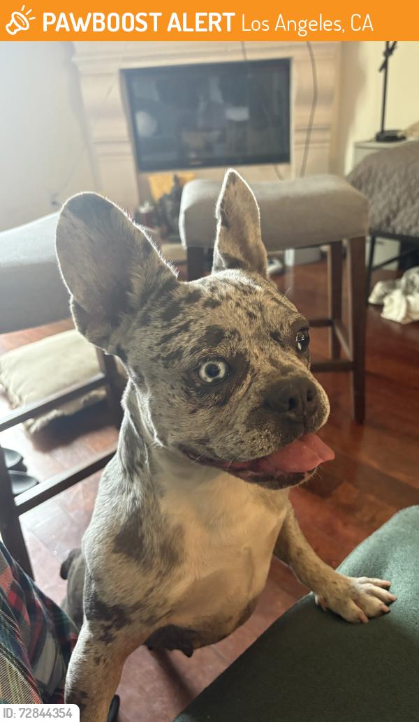 Found/Stray Female Dog last seen Hayvenhurst Ave , Los Angeles, CA 91406