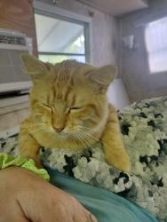 Lost Male Cat last seen Marilyn Lane , Hammond, LA 70403