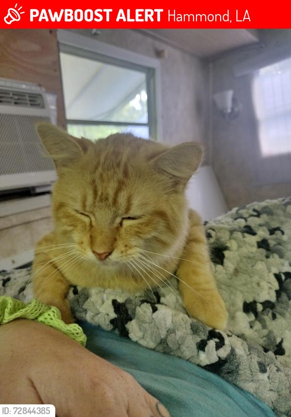 Lost Male Cat last seen Marilyn Lane , Hammond, LA 70403