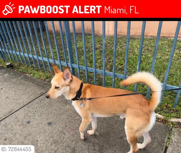 Lost Male Dog last seen Near sw 36th st miami FL 33155, Miami, FL 33155