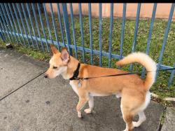 Lost Male Dog last seen Near sw 36th st miami FL 33155, Miami, FL 33155