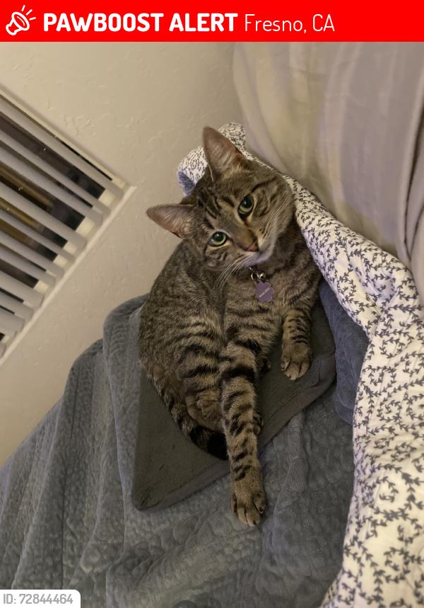 Lost Female Cat last seen In the lennar community., Fresno, CA 93727