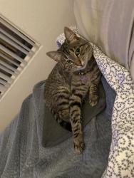 Lost Female Cat last seen In the lennar community., Fresno, CA 93727