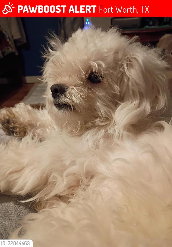 Lost Male Dog last seen River oaks , Fort Worth, TX 76114