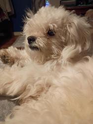 Lost Male Dog last seen River oaks , Fort Worth, TX 76114