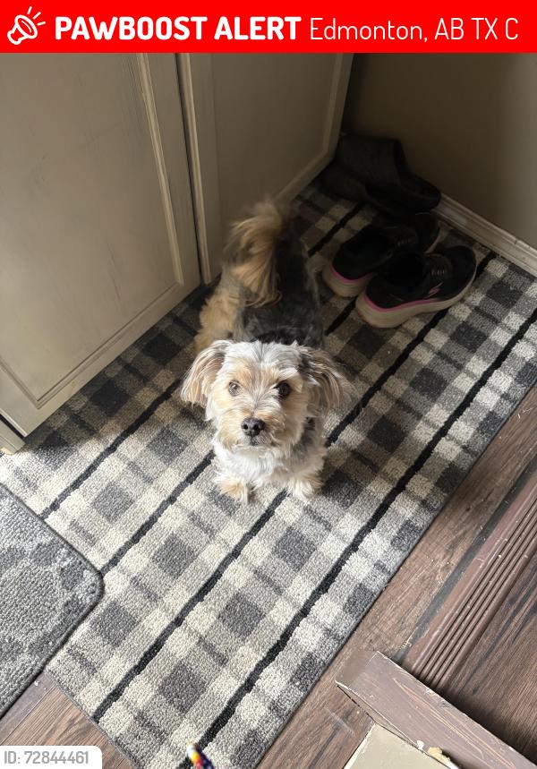 Lost Male Dog last seen Ellerslie Crossing, Summerside (Southeast Edmonton) , Edmonton, AB T6X 1C3