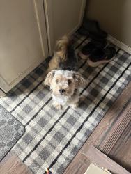 Lost Male Dog last seen Ellerslie Crossing, Summerside (Southeast Edmonton) , Edmonton, AB T6X 1C3