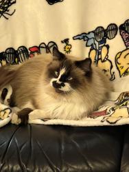 Lost Male Cat last seen Stoney Brook Cir and Willow Glen Dr, Las Cruces, NM 88005