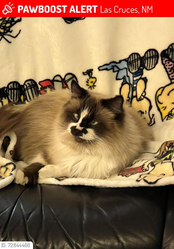 Lost Male Cat last seen Stoney Brook Cir and Willow Glen Dr, Las Cruces, NM 88005