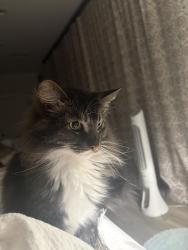 Lost Male Cat last seen Allendale and S Los Robles Ave, Pasadena, CA 91106