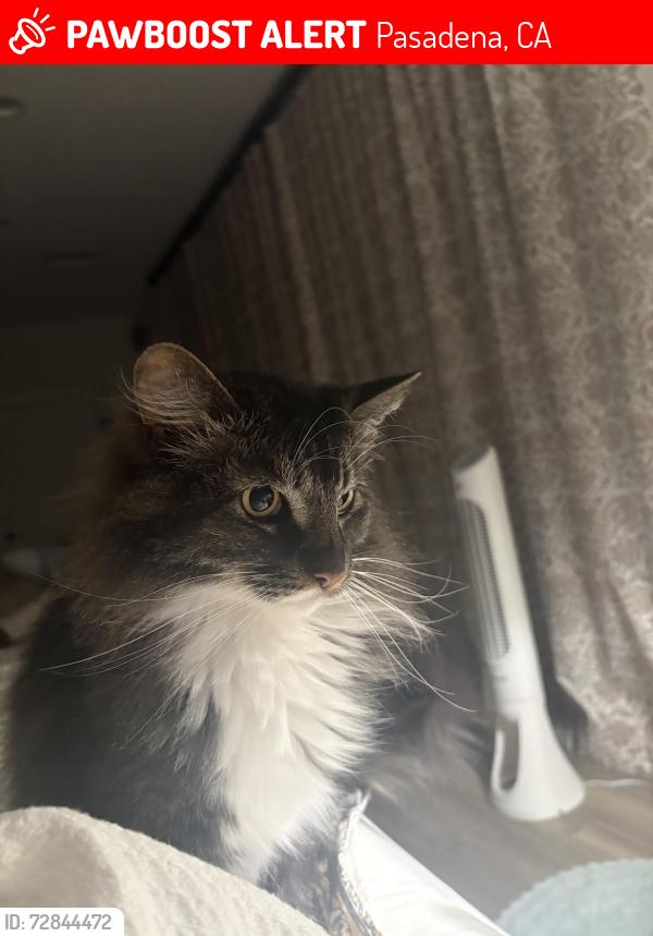 Lost Male Cat last seen Allendale and S Los Robles Ave, Pasadena, CA 91106