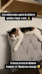 Lost Female Cat last seen Villa and gray st adelantó ca , Adelanto, CA 92301