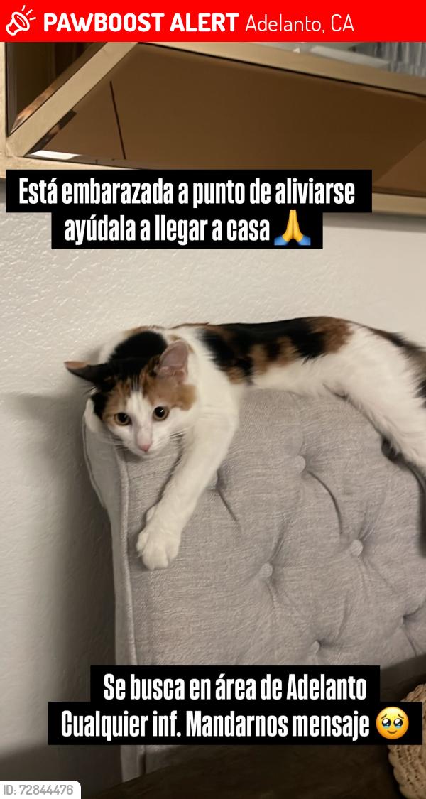 Lost Female Cat last seen Villa and gray st adelantó ca , Adelanto, CA 92301