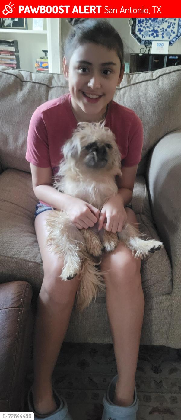 Lost Female Dog last seen Near oak Country Way , San Antonio, TX 78228