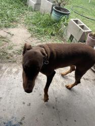 Reunited Female Dog last seen paramount adult school, Paramount, CA 90805