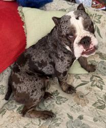 Found/Stray Female Dog last seen Choate Circle, Charlotte, NC 28278