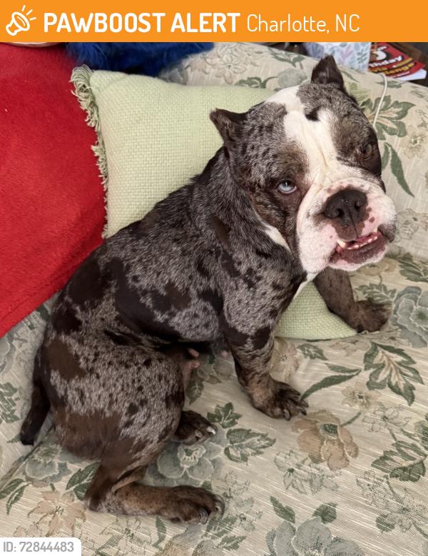 Found/Stray Female Dog last seen Choate Circle, Charlotte, NC 28278