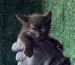 Shelter Stray Female Cat last seen Vinton, TX 79821, Fort Bliss, TX 79906