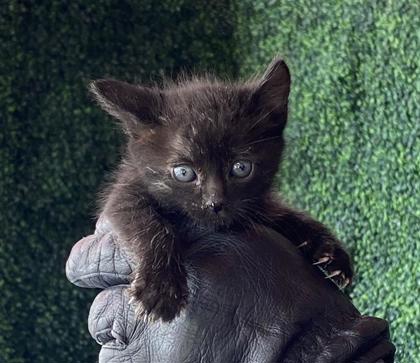 Shelter Stray Female Cat last seen Vinton, TX 79821, Fort Bliss, TX 79906