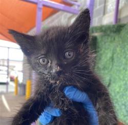 Shelter Stray Female Cat last seen Vinton, TX 79821, Fort Bliss, TX 79906