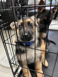 Shelter Stray Male Dog last seen Dallas, NC 28034, Gastonia, NC 28052