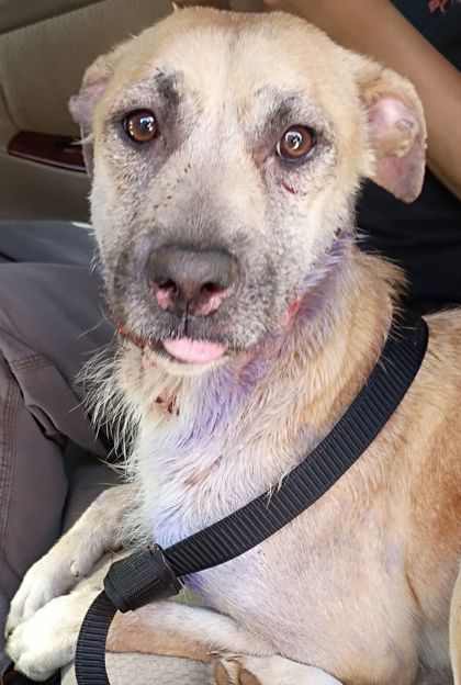 Shelter Stray Female Dog last seen Atlanta, GA 30331, Atlanta, GA 30336