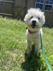 Found/Stray Male Dog last seen Kyle Seale Parkway, San Antonio, TX 78255