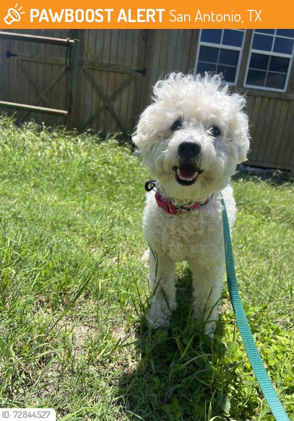 Found/Stray Male Dog last seen Kyle Seale Parkway, San Antonio, TX 78255
