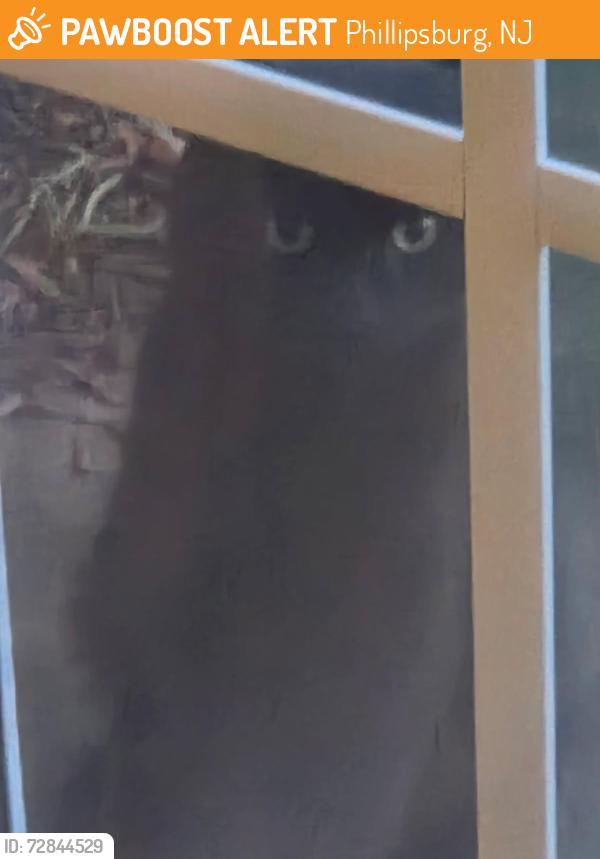 Found/Stray Unknown Cat last seen Baltimore and Strikers Road, Phillipsburg, NJ 08865