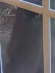 Found/Stray Unknown Cat last seen Baltimore and Strikers Road, Phillipsburg, NJ 08865
