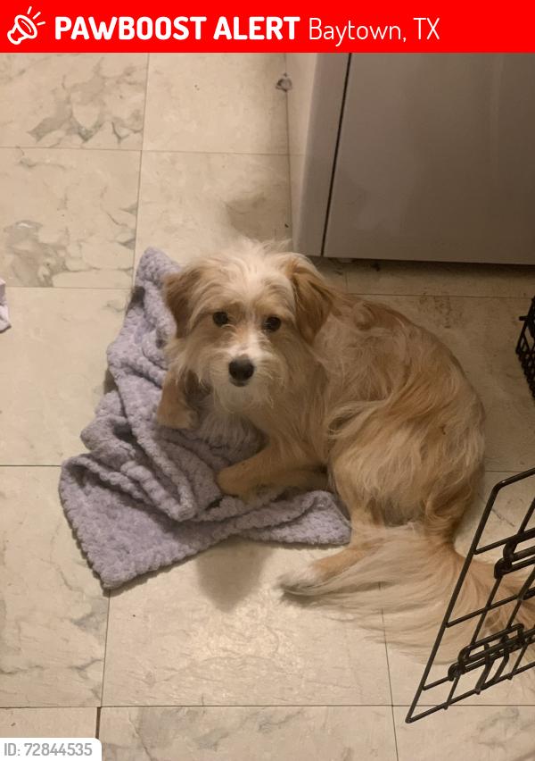 Lost Male Dog last seen McKinney Rd between Massey Tompkins and 146, Baytown, TX 77521