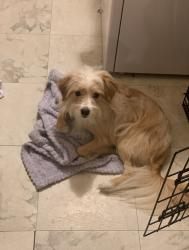 Lost Male Dog last seen McKinney Rd between Massey Tompkins and 146, Baytown, TX 77521