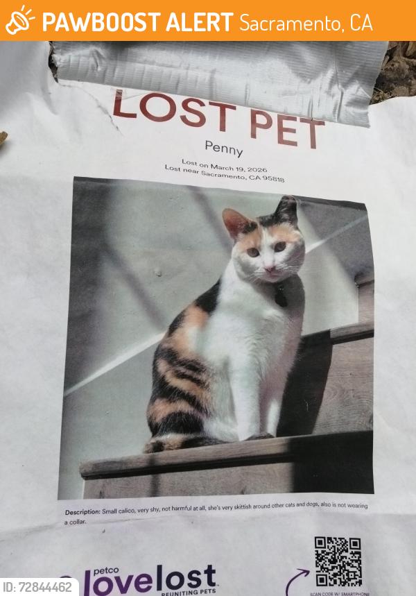 Found/Stray Female Cat last seen Broadway, Sacramento, CA 95818