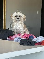 Lost Male Dog last seen Highpoint and Lake court, Union City, GA 30291