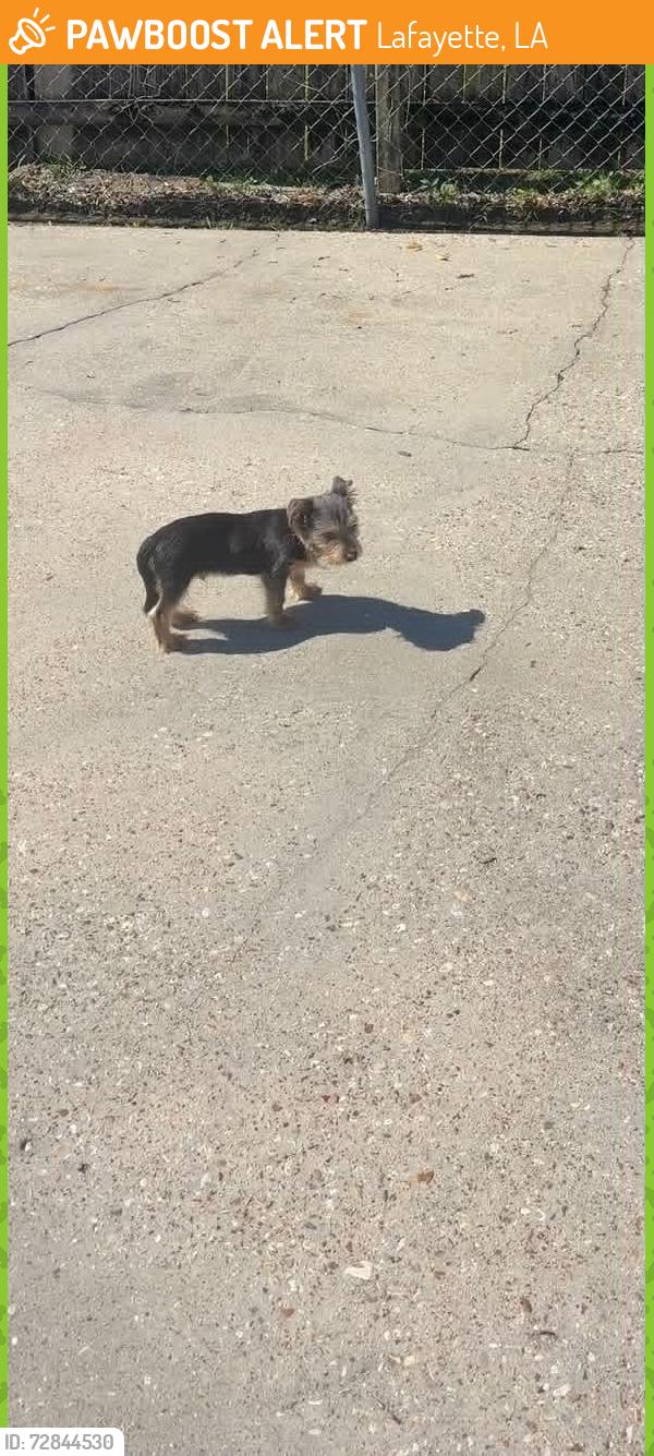 Found/Stray Male Dog last seen Mouton Park / Teurlings, Lafayette, LA 70501