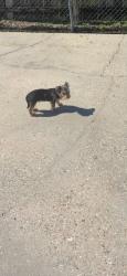Found/Stray Male Dog last seen Mouton Park / Teurlings, Lafayette, LA 70501